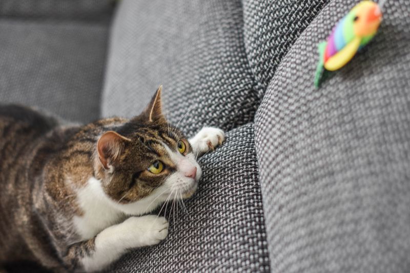 Gentle Playtime