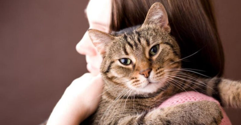 15 Ways To Repair Trust With A Cat After A Rough Start