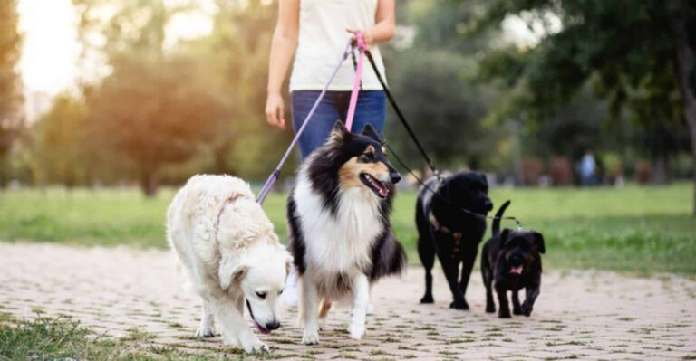 15 Ways To Save Money On Pet Care Without Cutting Corners