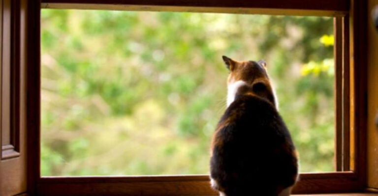 15 Ways To Spot A Bad Cat Owner