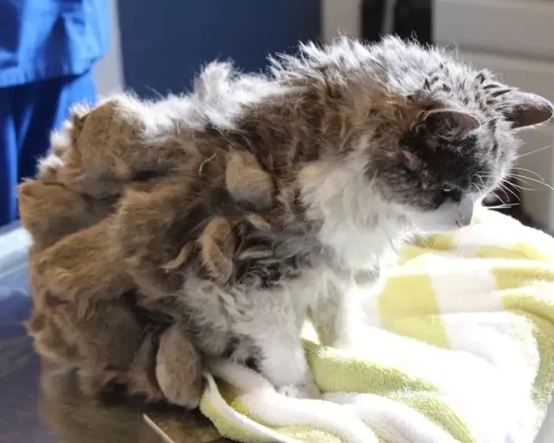 Ignoring Grooming Needs