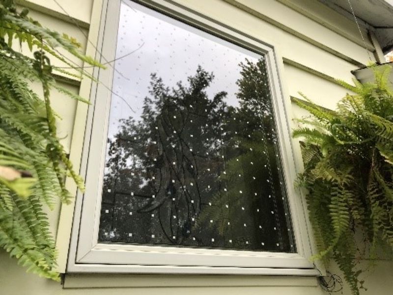 Make Windows Bird-Friendly