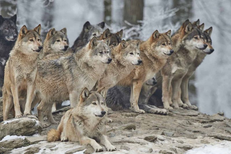 Pack Hunting Strategies