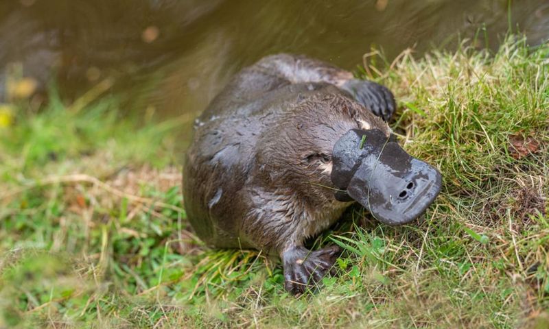 It’s A Mammal That Lays Eggs