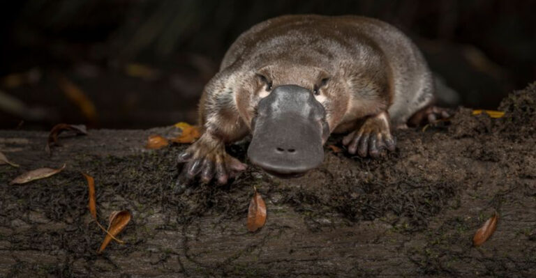 15 Weird Facts About The Platypus That Defy Logic