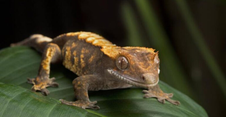 15 Weird Reptiles That Make Surprisingly Cute Pets