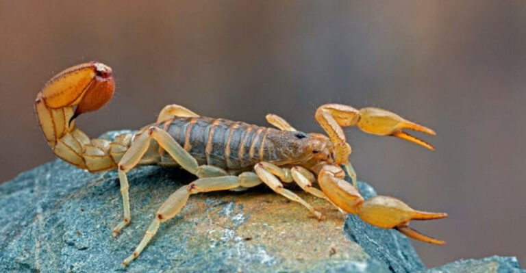 15 Weird Ways Animals Use Tails For More Than Just Balance