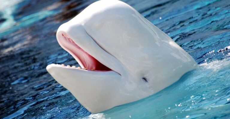 15 Wild Animals That Can Mimic Human Sounds