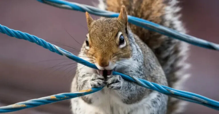 15 Wild Animals That Can Start Fires (Or Appear To)