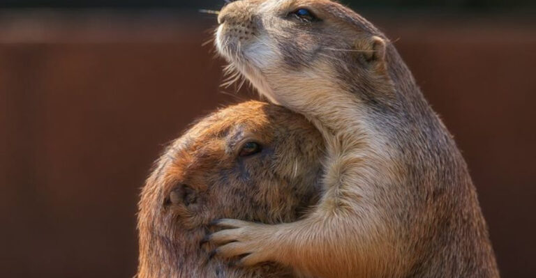 15 Wild Animals That Don’t Survive A Broken Heart