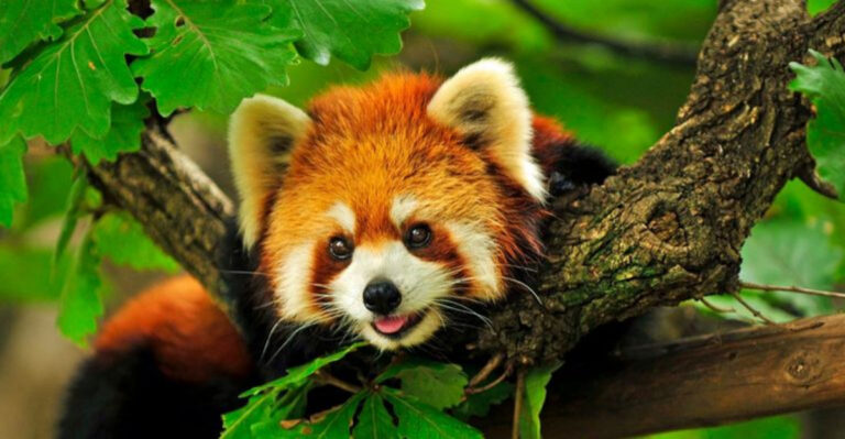 15 Wild Animals You Shouldn’t Take Home No Matter How Cute They Are