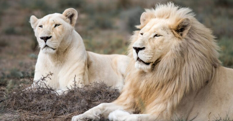 15 Wild Cats Redefining Nature’s Color Palette