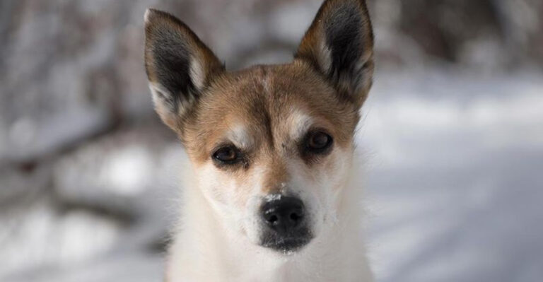 15 Wild Facts About The Dog With Six Toes