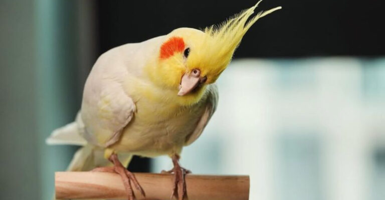15 Words Birds Know (And 5 They Don’t)