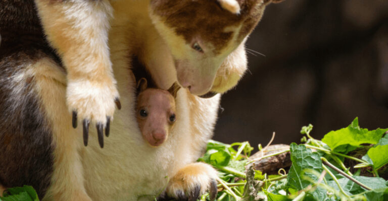 16 Adorable Baby Animals And Their First Meals