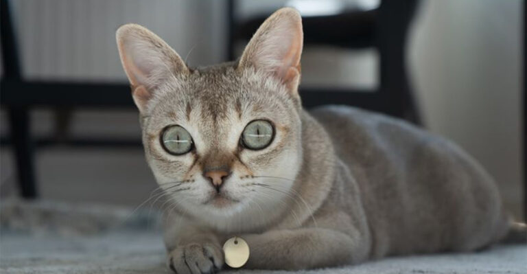 16 Adorable Traits You Didn’t Know About The Tiny Singapura