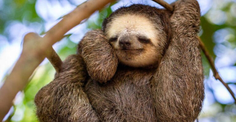 16 Adorably Cheery Animals That Seem To Be Smiling Nonstop