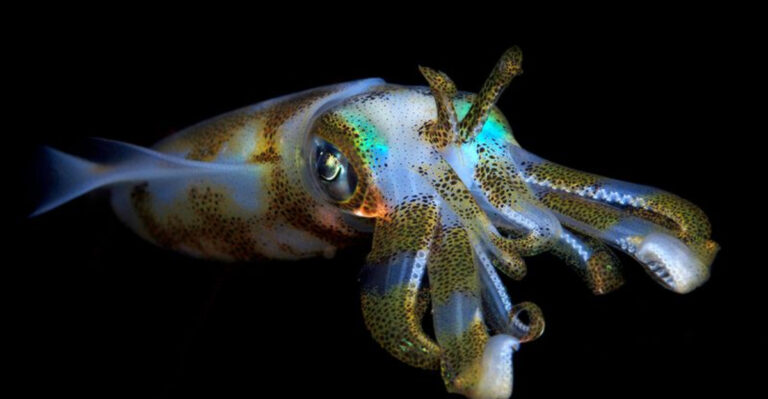 16 Amazing Facts About Squids You Probably Didn’t Know