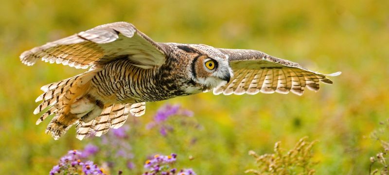Feathered Echo Absorbers
