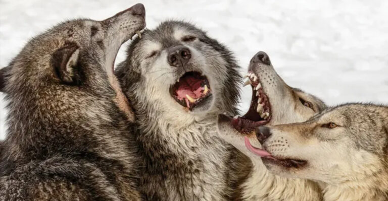 16 Animal Instincts Humans Could Benefit From In 2025