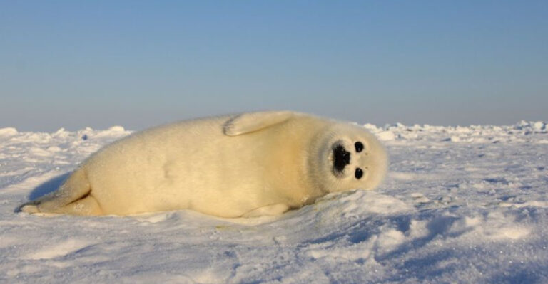 16 Animals That Abandon Their Offspring At Birth