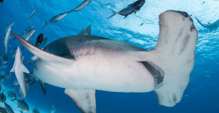 16 Animals That Can Reproduce Without A Mate (Yep, You Read That Right!)