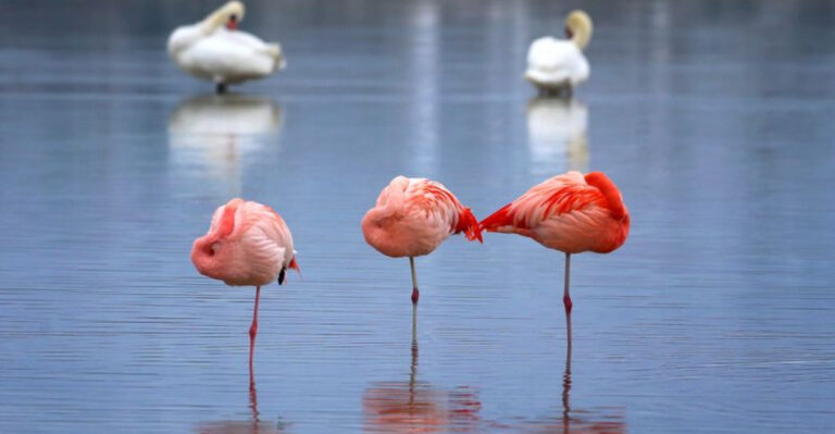 16 Animals That Can Sleep Standing Up