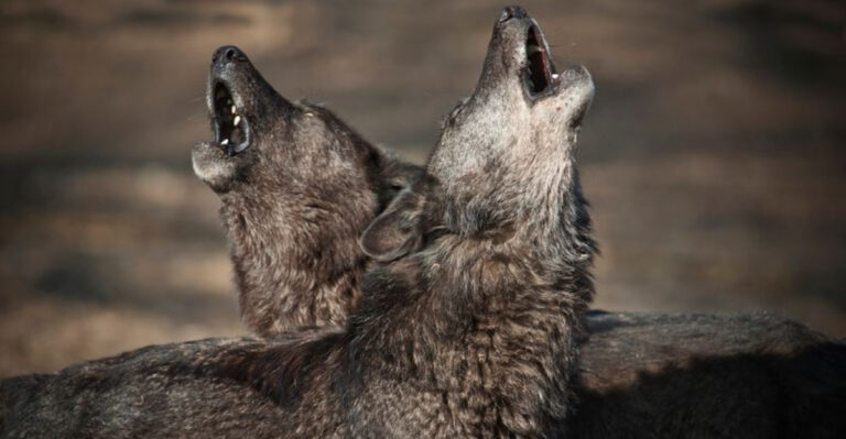 16 Animals That Engage In Ritualistic Behaviors