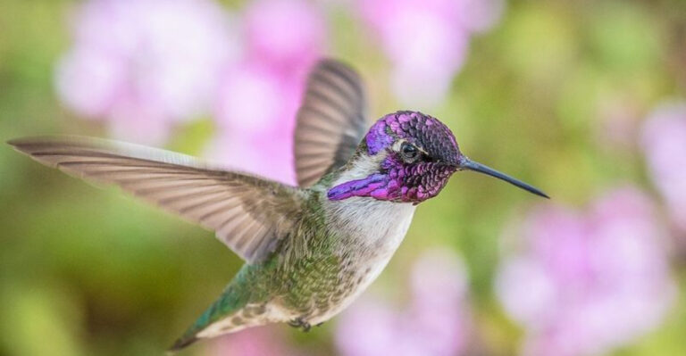 16 Animals That Love To Dance (Literally)