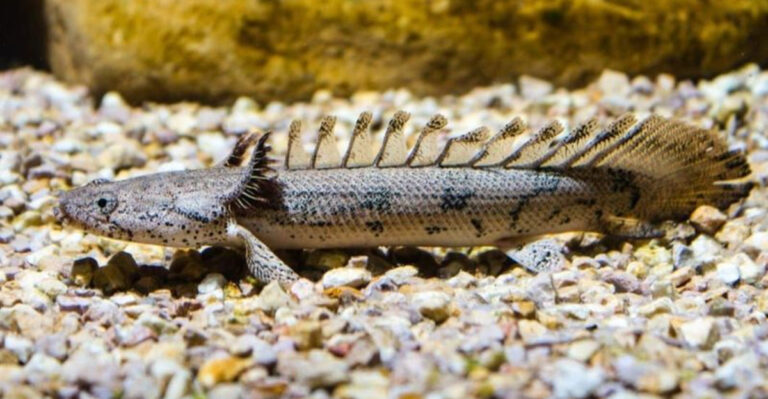 16 Animals That Use Electrolocation To Find Food