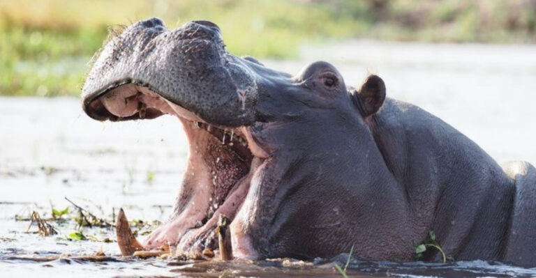 16 Animals That Use Poop As A Weapon Or Defense (Yes, Seriously)