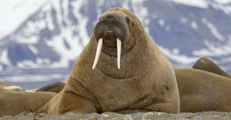 16 Animals With Body Parts That Keep Growing Forever