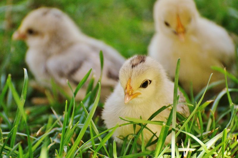 Fluffy Little Puffballs