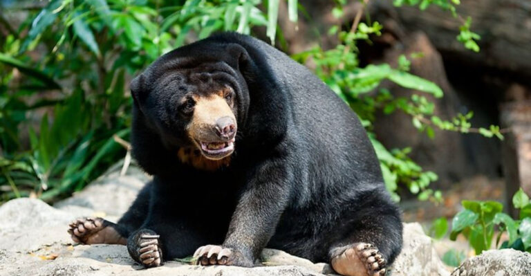 16 Bear Species Across The World You Didn’t Know Existed