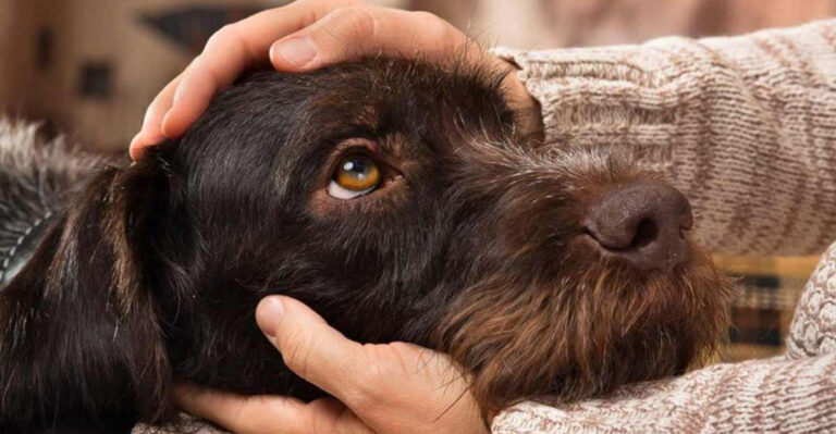 16 Beautiful Reasons The Bond Between Humans And Dogs Is Unique