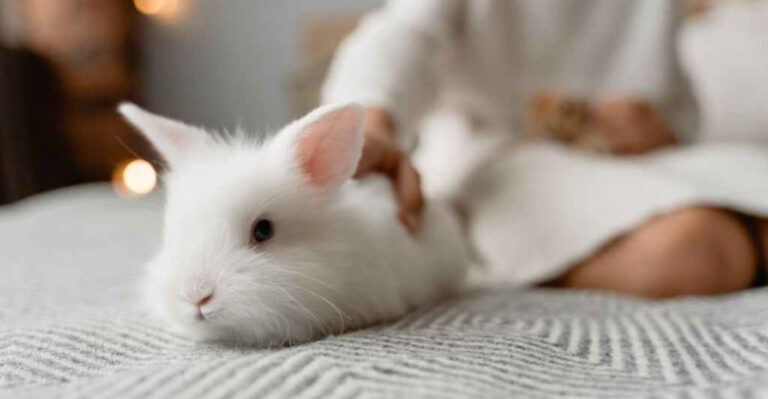 16 Benefits Of Having A Pet Rabbit