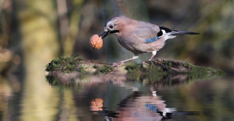 16 Birds That Have The Highest IQ