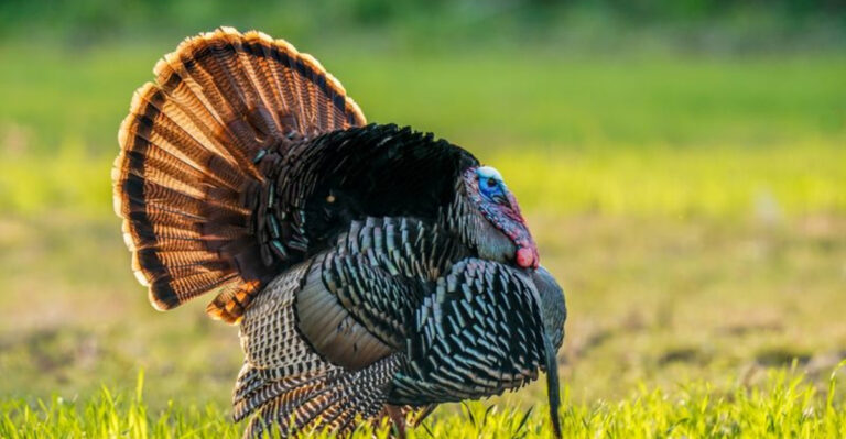 16 Birds That Puff Up Their Feathers (And The Reasons Why)