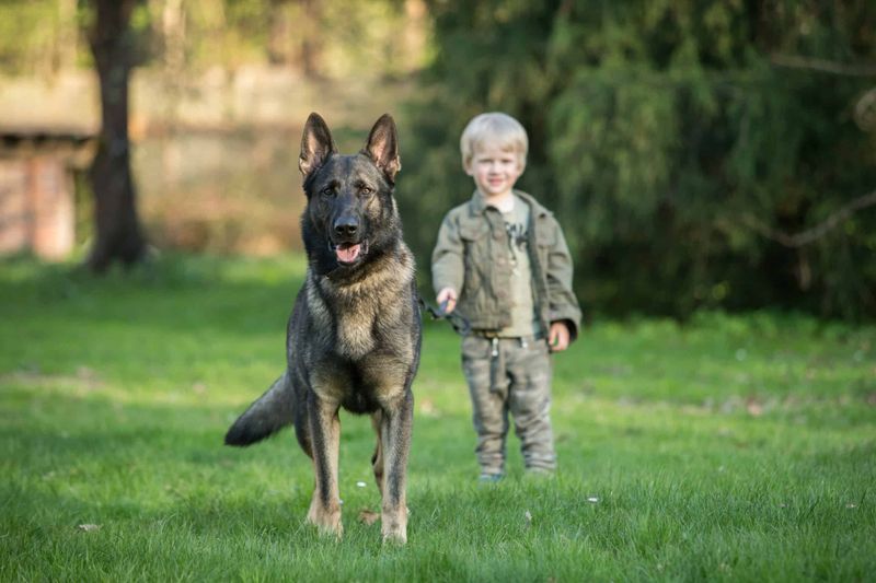 German Shepherd: The Loyal Protector