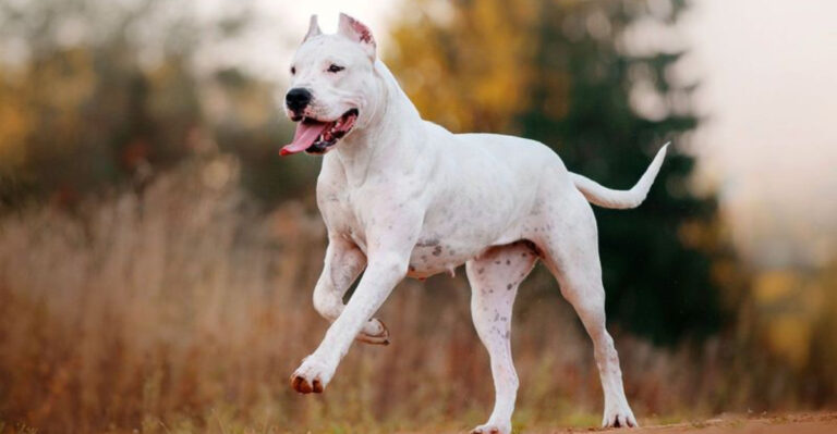 16 ‘Brave’ Dog Breeds That Won’t Back Down