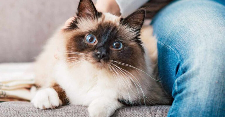 16 Cat Breeds That Are Natural Lap Cats