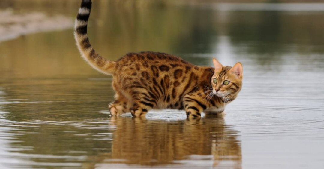 Image showcasing 16 Cats That Are Surprisingly Fond Of Water