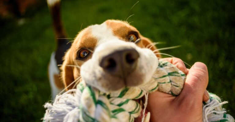 16 Cheerful Activities To Boost Your Dog’s Mental Health