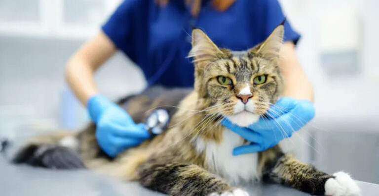 16 Common Cat Illnesses You Should Watch Out For