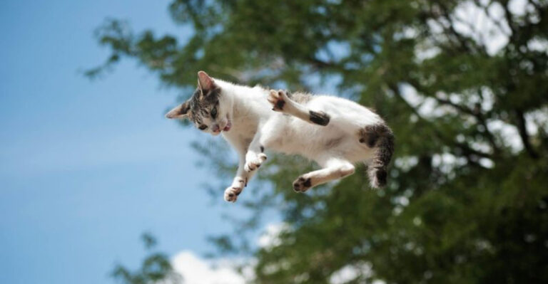 16 Common Myths About Pets You Didn’t Know Were False