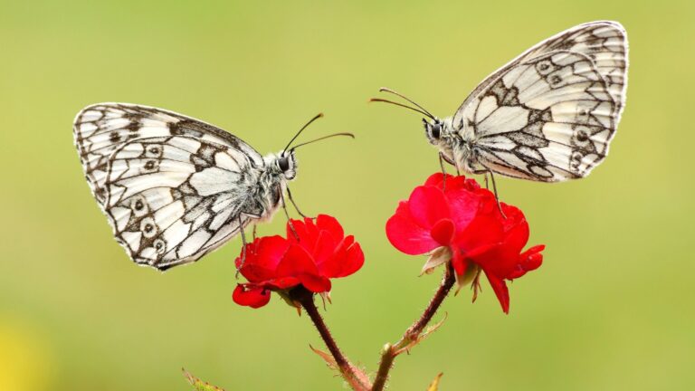 16 Cool Things You Didn’t Know About Butterflies