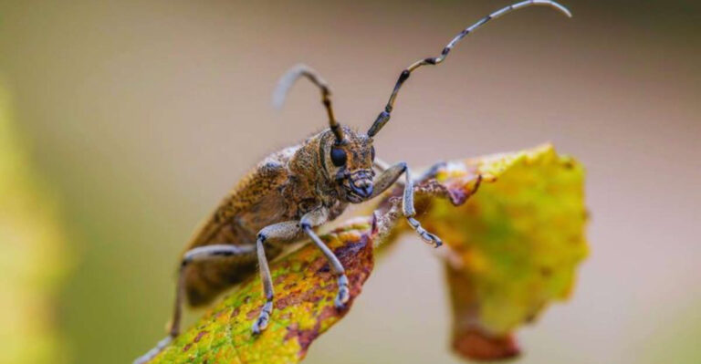 16 Creatures That Spit, Spray, Or Squirt To Stay Safe