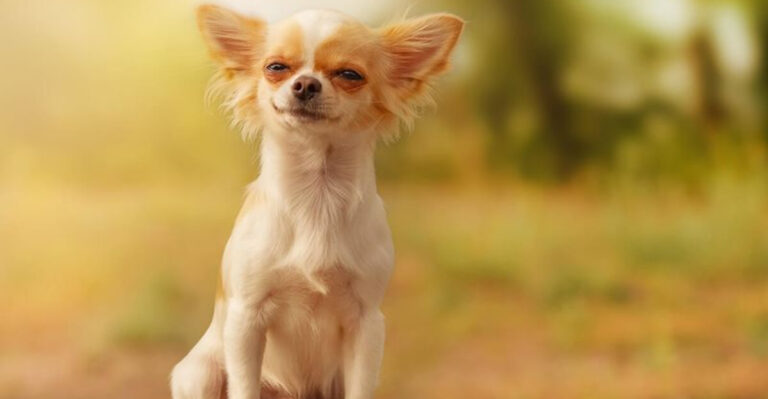 16 Cute Dog Breeds With The Most Unexpected Aggression Issues