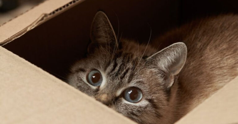 16 Daily Struggles Only Cat Owners Truly Understand