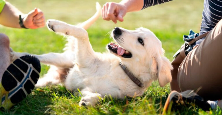 16 Devoted Dog Breeds Trusted By Soldiers, Farmers, And Families Through Generations